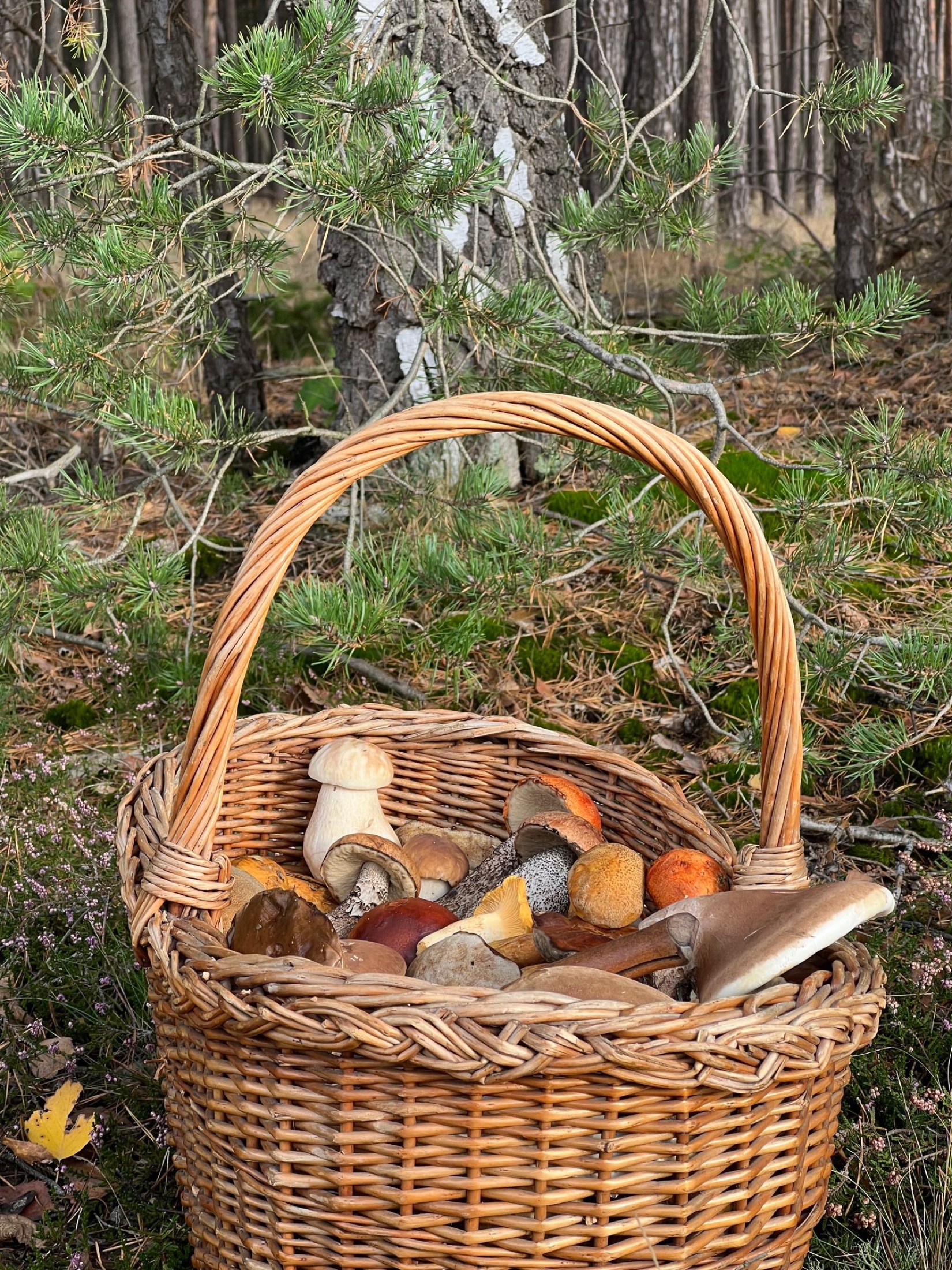 Korb mit frisch gesammelten Pilzen im goldenen Herbstlicht