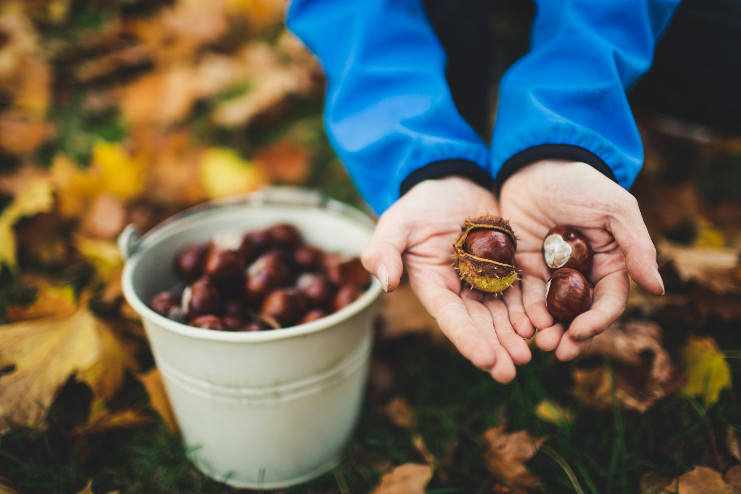 Kind sammelt Kastanien für gemeinsame Herbstmomente